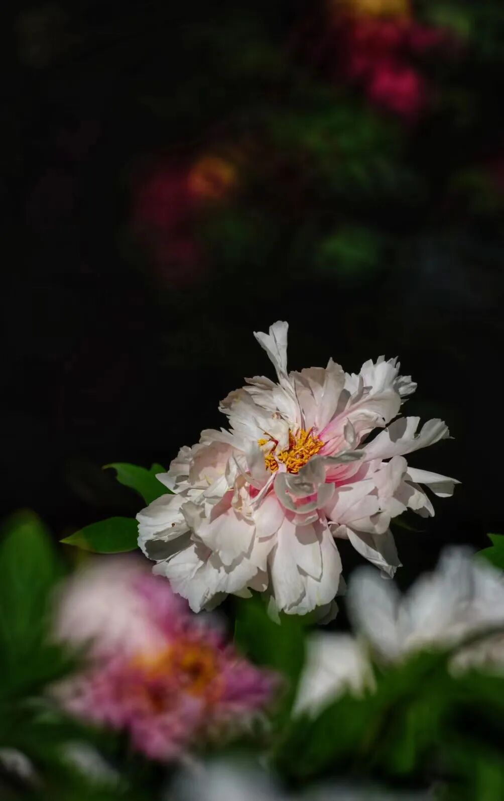 园内牡丹有大棕紫,青龙卧墨池,火炼金丹,飞燕红妆,赤龙焕彩等约40个