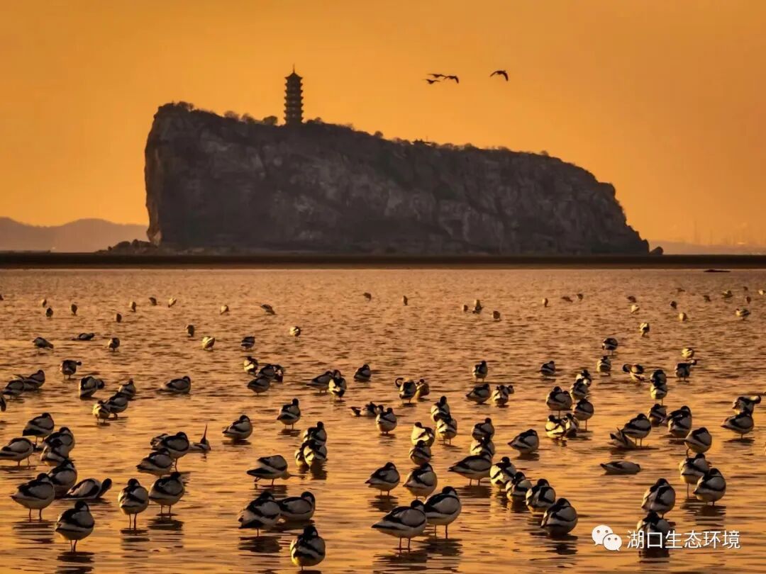 江西湖口中国江豚湾观万鸟朝拜