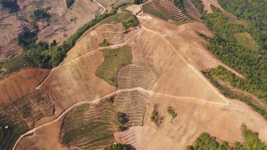 普洱墨江不负春光种出好姜来