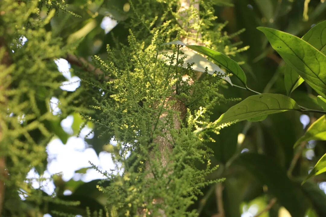 普洱墨江长蕊甜菜种出甜日子
