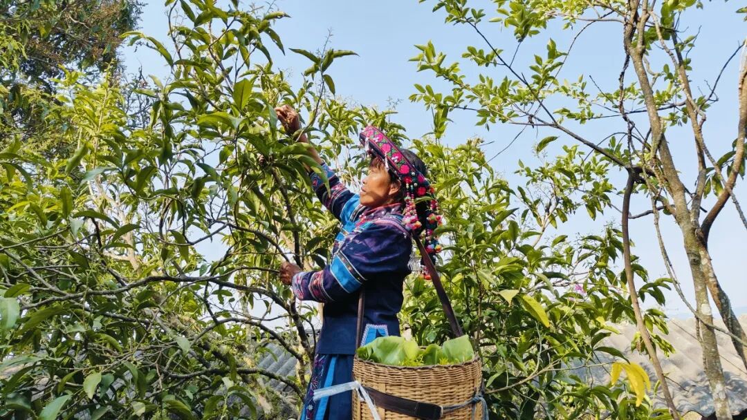 普洱墨江:长蕊甜菜种出"甜日子"_资料区_云南频道_云南网