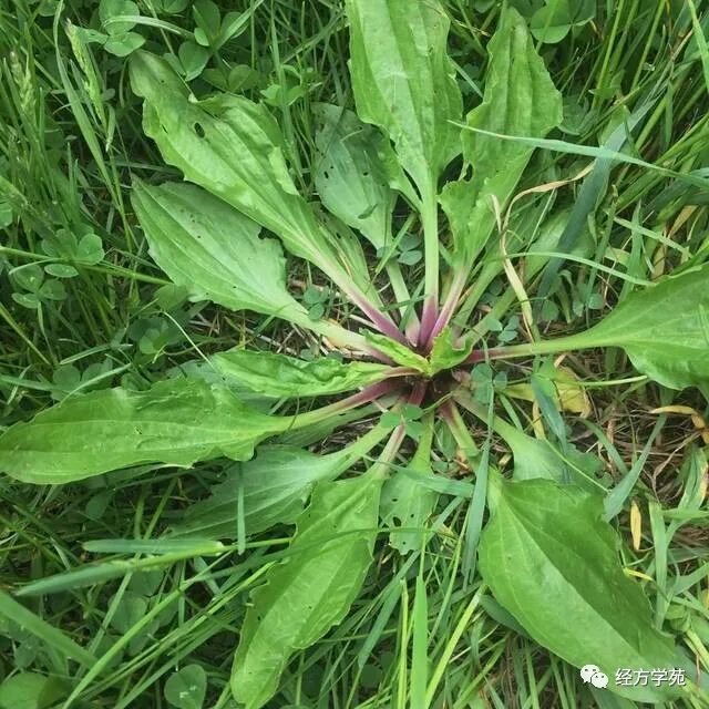 车前草能治9种病
