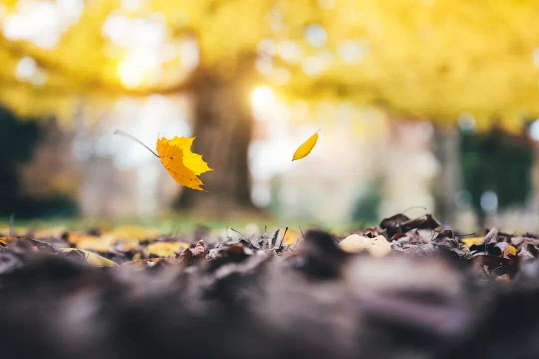 初秋必学的琥珀妆,初秋的第一抹温柔，点喵为你送上「琥珀秋颜」妆