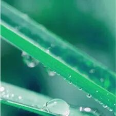 枫翎——加速世界向更健康环境转变