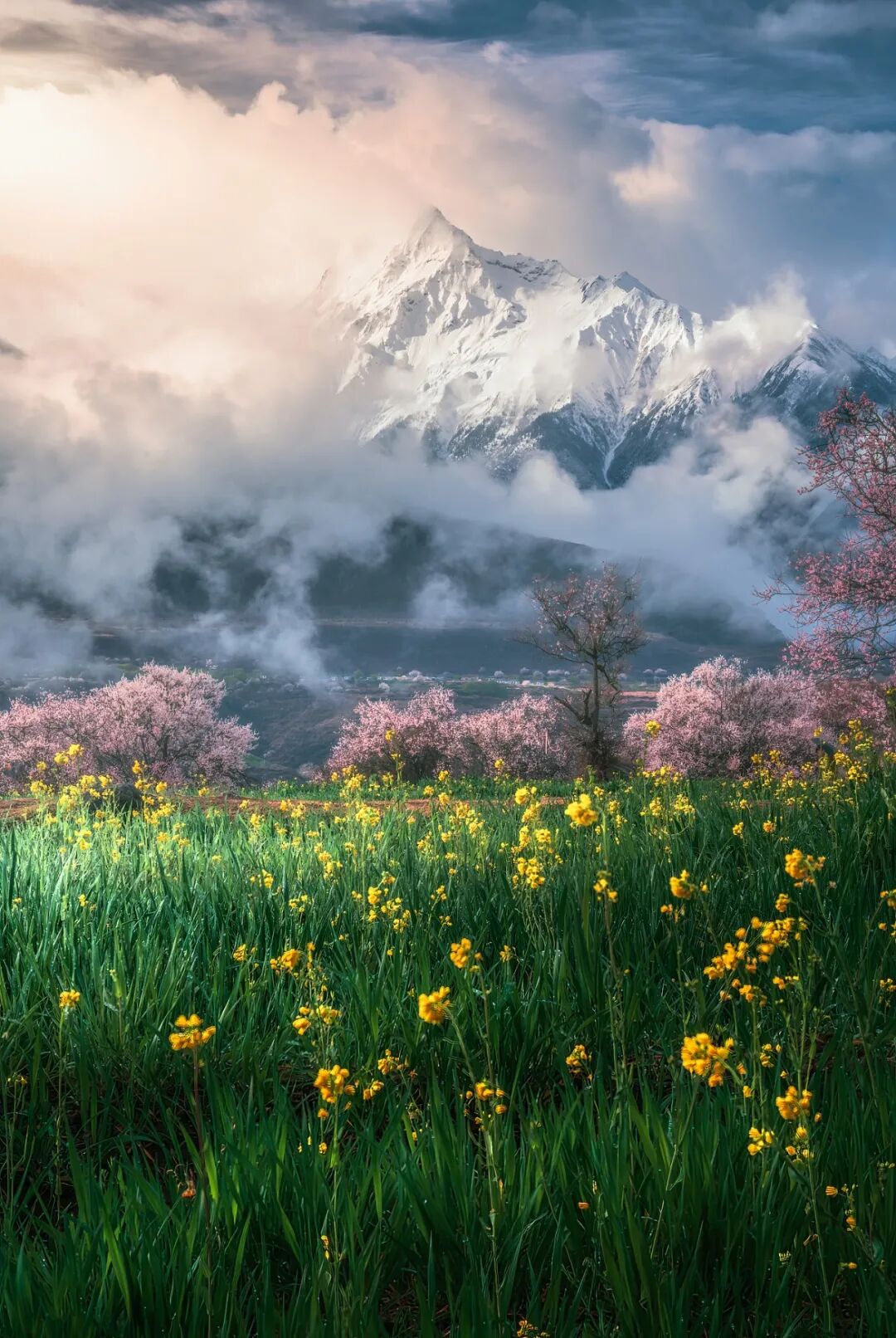 索松村清晨的桃油菜花田与雪山下的桃花林图片素材
