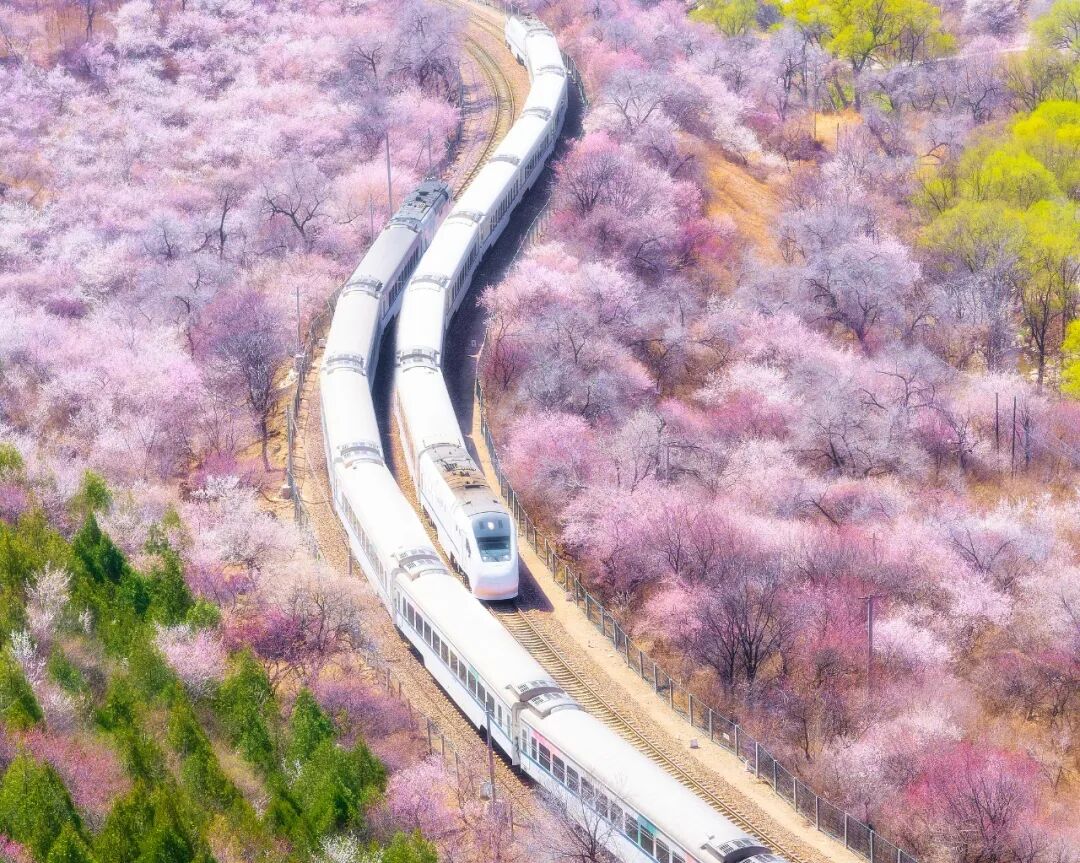 居庸关花海列车｜开往春天的列车图片素材