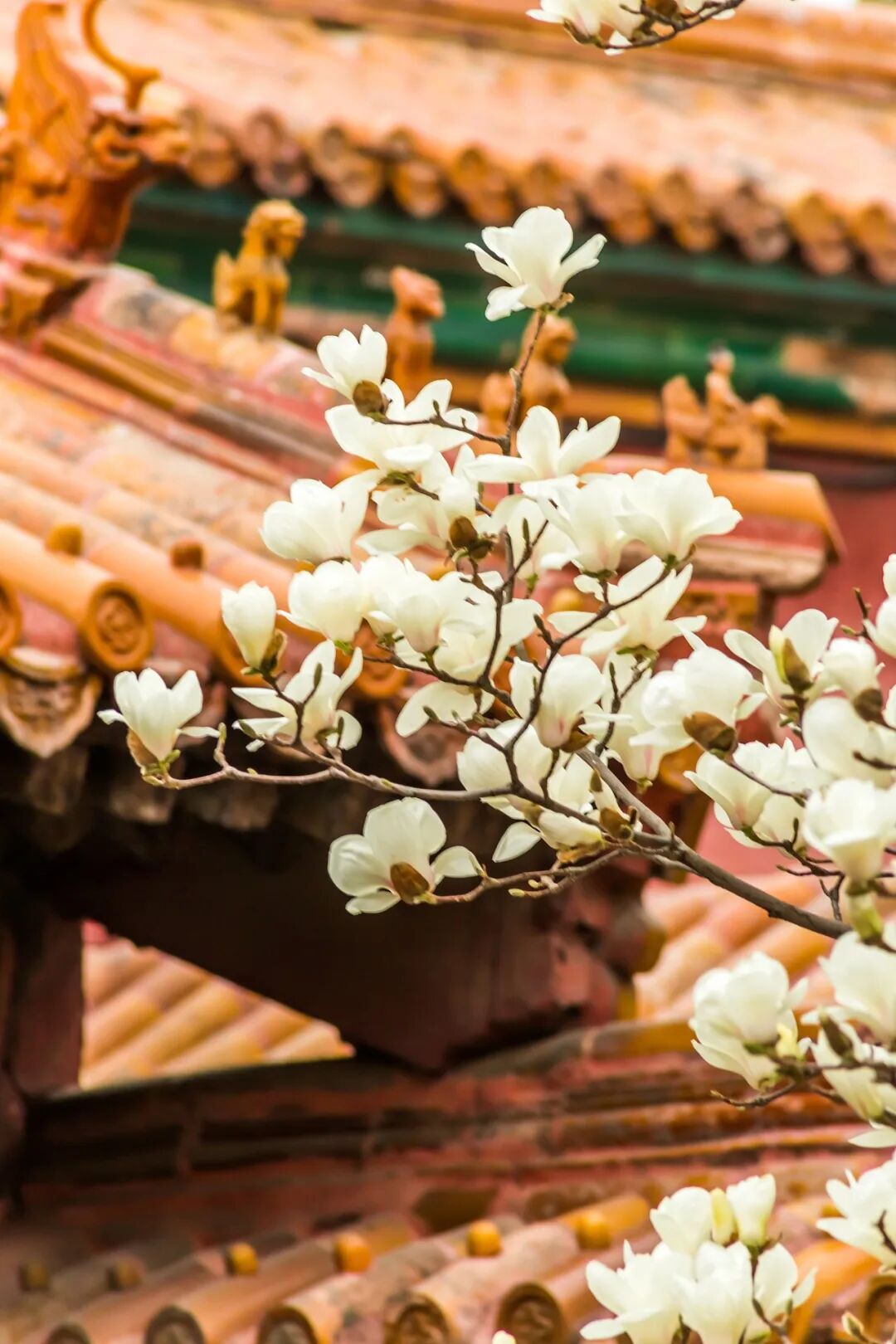 故宫里的玉兰花图片素材