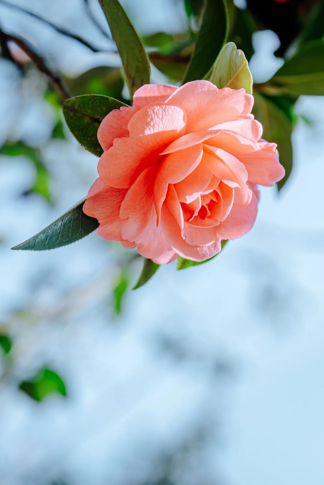 昆明植物园 盛开的山茶花图片素材