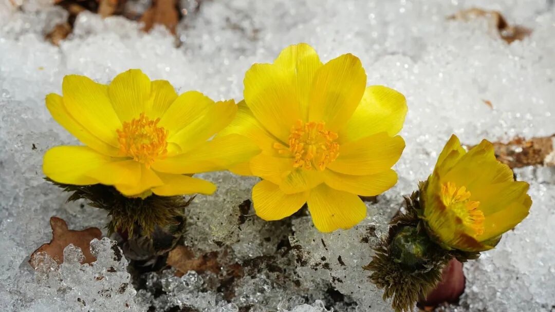 冰凌花图片素材