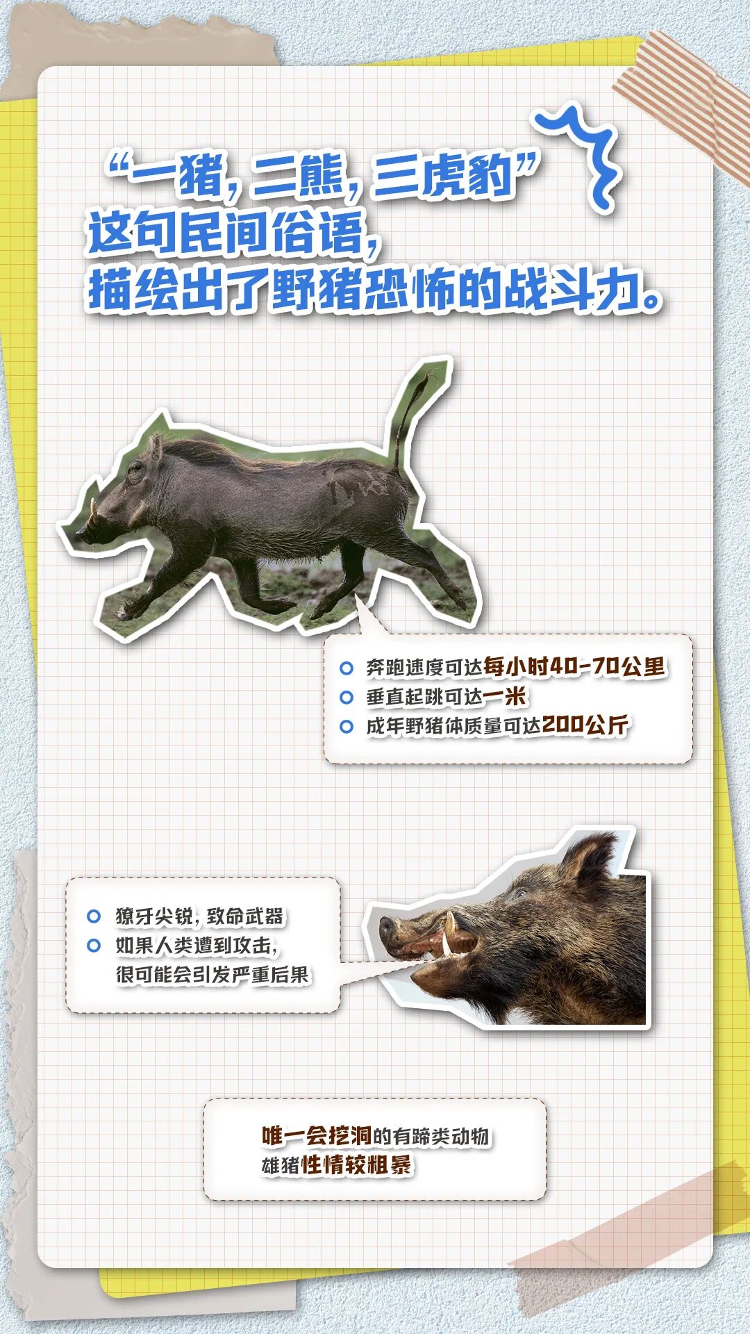 【社会新闻】频频“肇事”上热搜，野猪“撒野”怎么办？