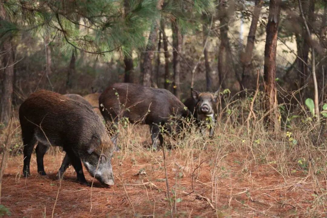 【社会新闻】频频“肇事”上热搜，野猪“撒野”怎么办？