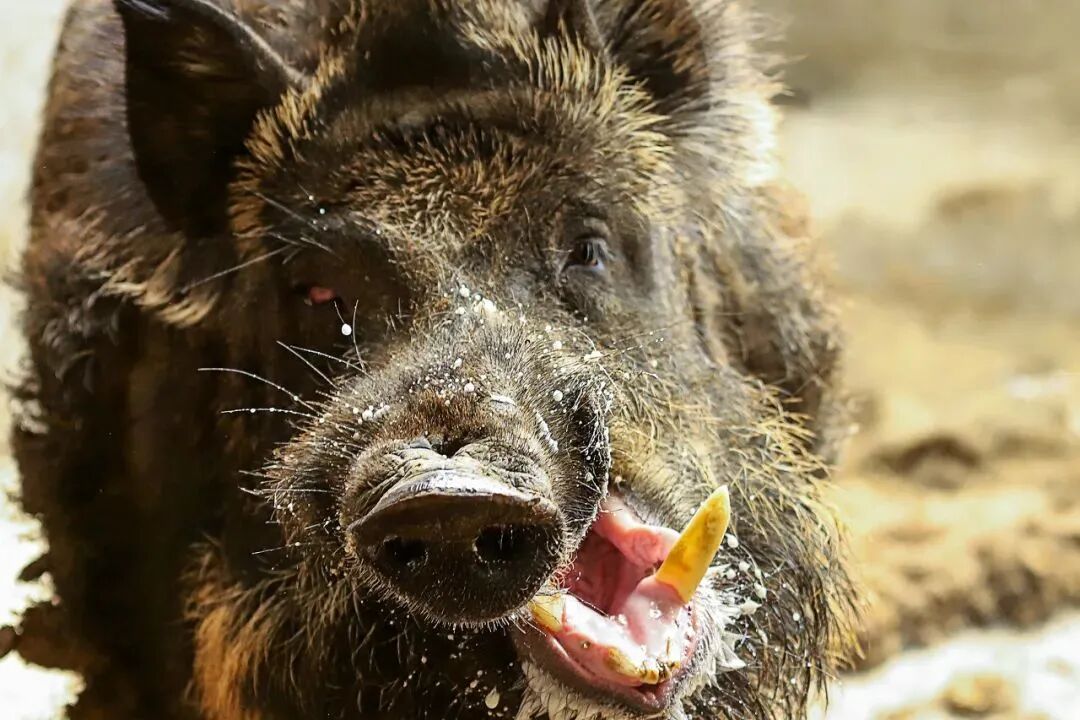 【社会新闻】频频“肇事”上热搜，野猪“撒野”怎么办？