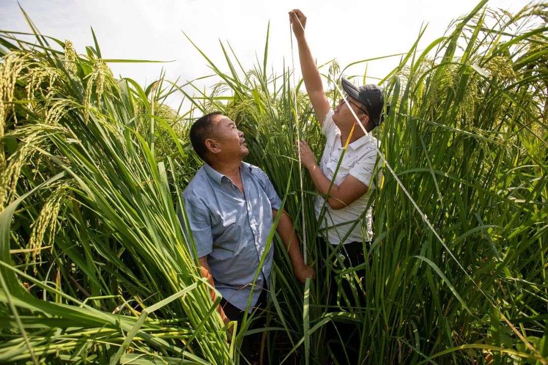浙江金华：两米高“巨型稻六号”长势喜人资讯素材-ID:1402290581