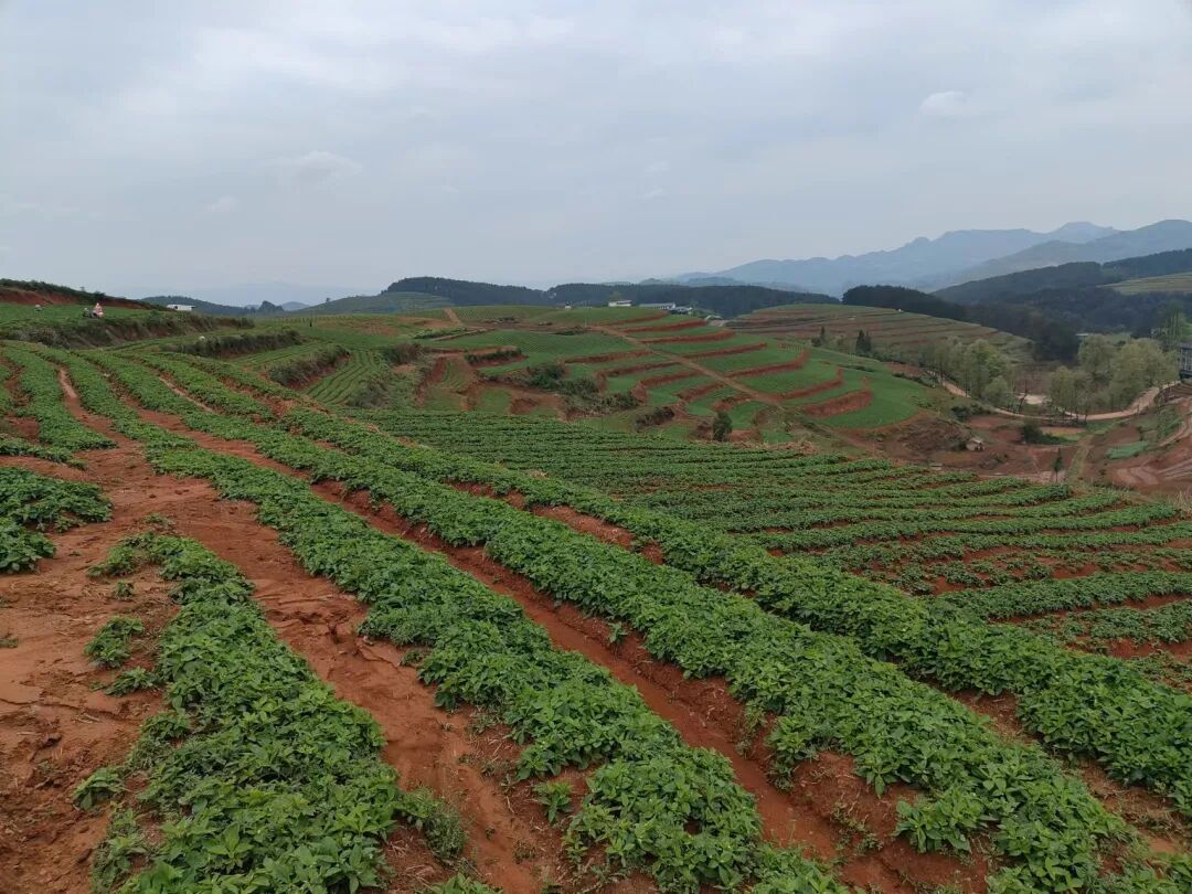 黄平县新州镇中药材管护忙土里生金促增收