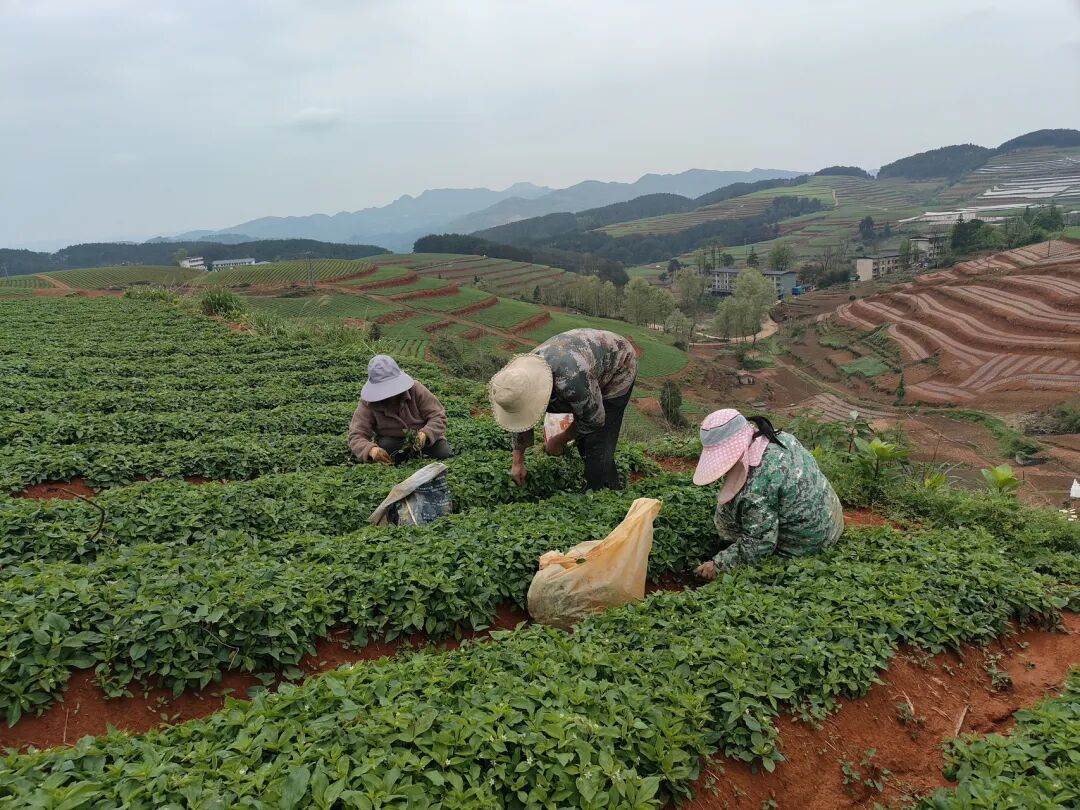 黄平县新州镇中药材管护忙土里生金促增收