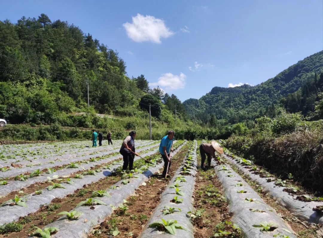 黄平县新州镇:田间地头披"新绿" 烤烟育肥助丰收