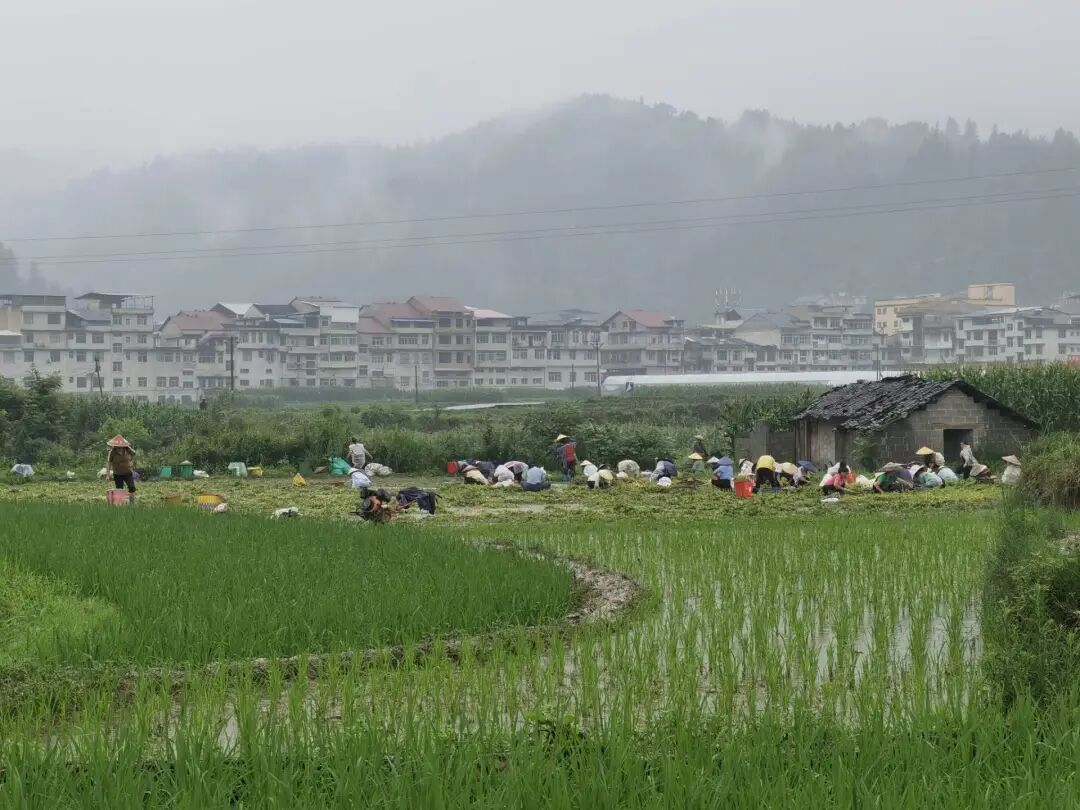 黄平县上塘镇:稻药轮作种出"一田双收"好风景