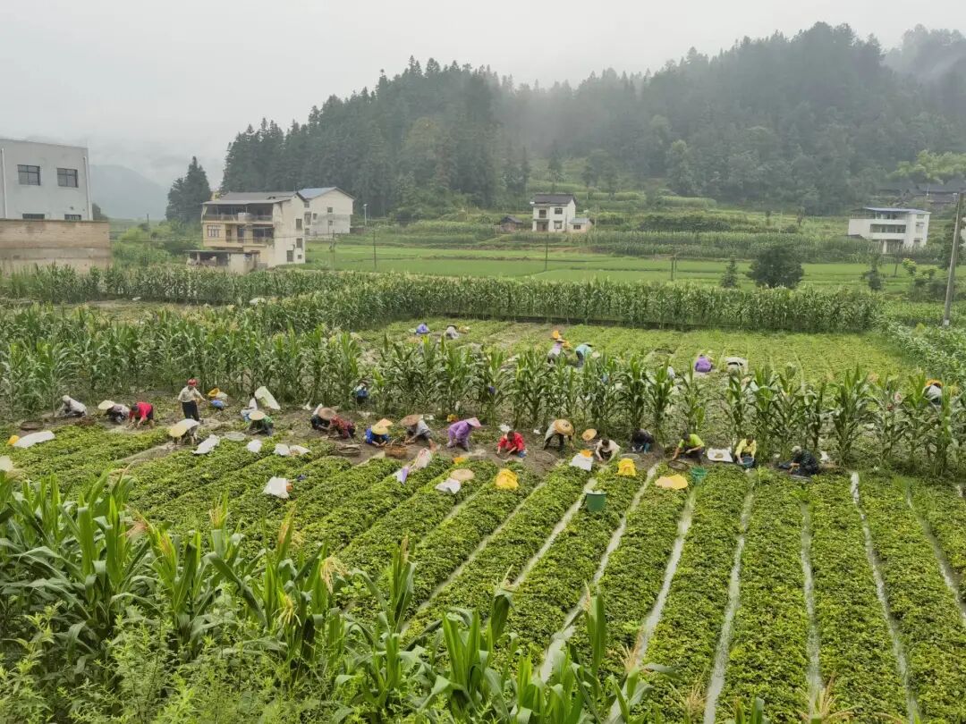 黄平县上塘镇:稻药轮作种出"一田双收"好风景