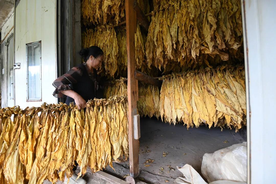 【促进高质量充分就业】"绿叶子"变"红票子"黄平县野洞河镇5600亩烤烟