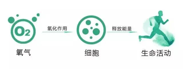 为什么人需要氧气为什么氧气对人体那么重要？_https://www.jmylbn.com_新闻资讯_第3张