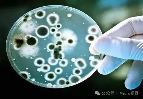 微生物分析檢測中心--陜西省微生物研究所