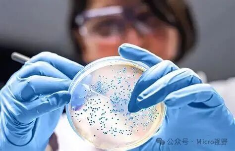 一分鐘帶你了解微生物檢測市場_山東博科科學儀器有限公司