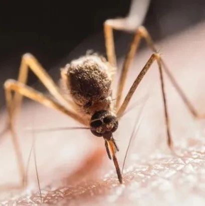 新型第三代“蚊虫灭绝机”！逼家里蚊子出来“自杀”，国家检测有用！