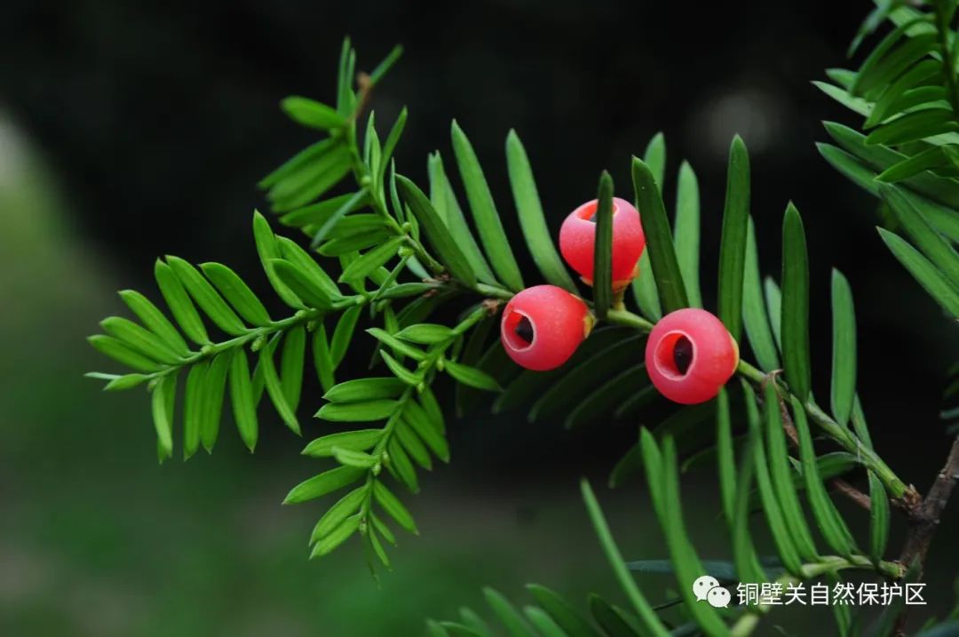 德宏有国家一级保护野生植物10种_盈江县融媒体中心