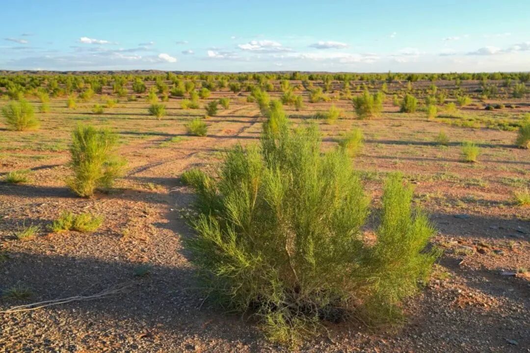 公益｜見證十年綠色奇跡！三棵樹專屬梭梭苗即將上線-會(huì)員動(dòng)態(tài)-資訊-中國(guó)涂料工業(yè)協(xié)會(huì)官網(wǎng)
