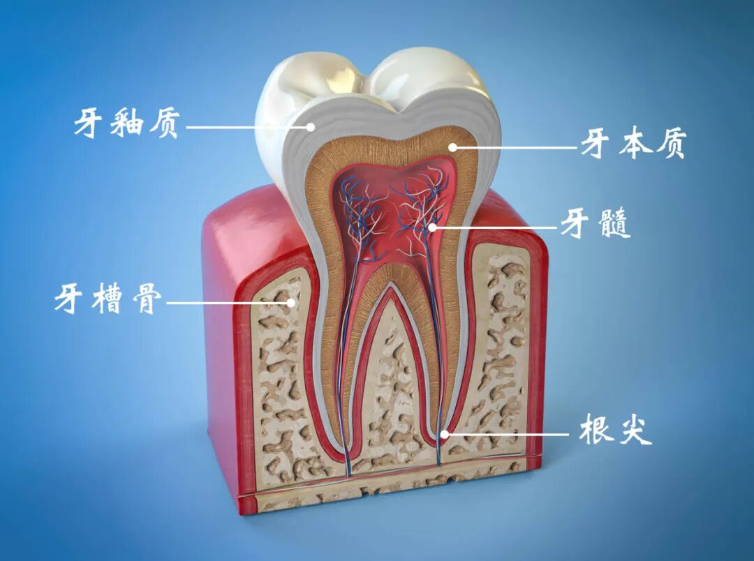 曲面断层片怎么看口腔健康科普｜看牙为什么要拍片？辐射大吗？有疑问来！_https://www.jmylbn.com_新闻资讯_第1张