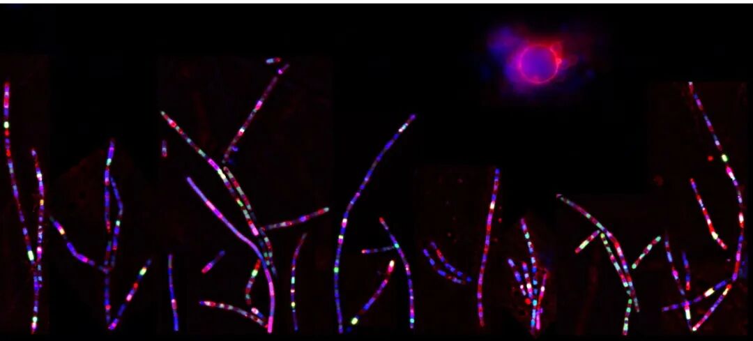 EVIDENT第五屆全球顯微圖像大賽獲獎(jiǎng)作品揭曉