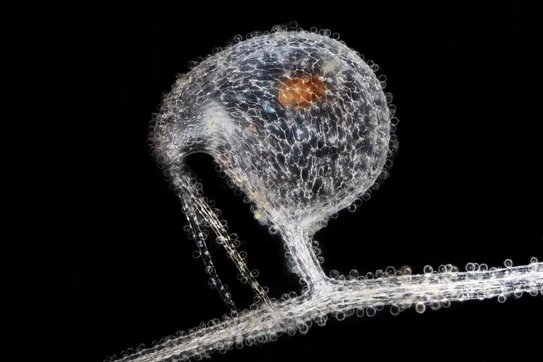 EVIDENT第五屆全球顯微圖像大賽獲獎(jiǎng)作品揭曉