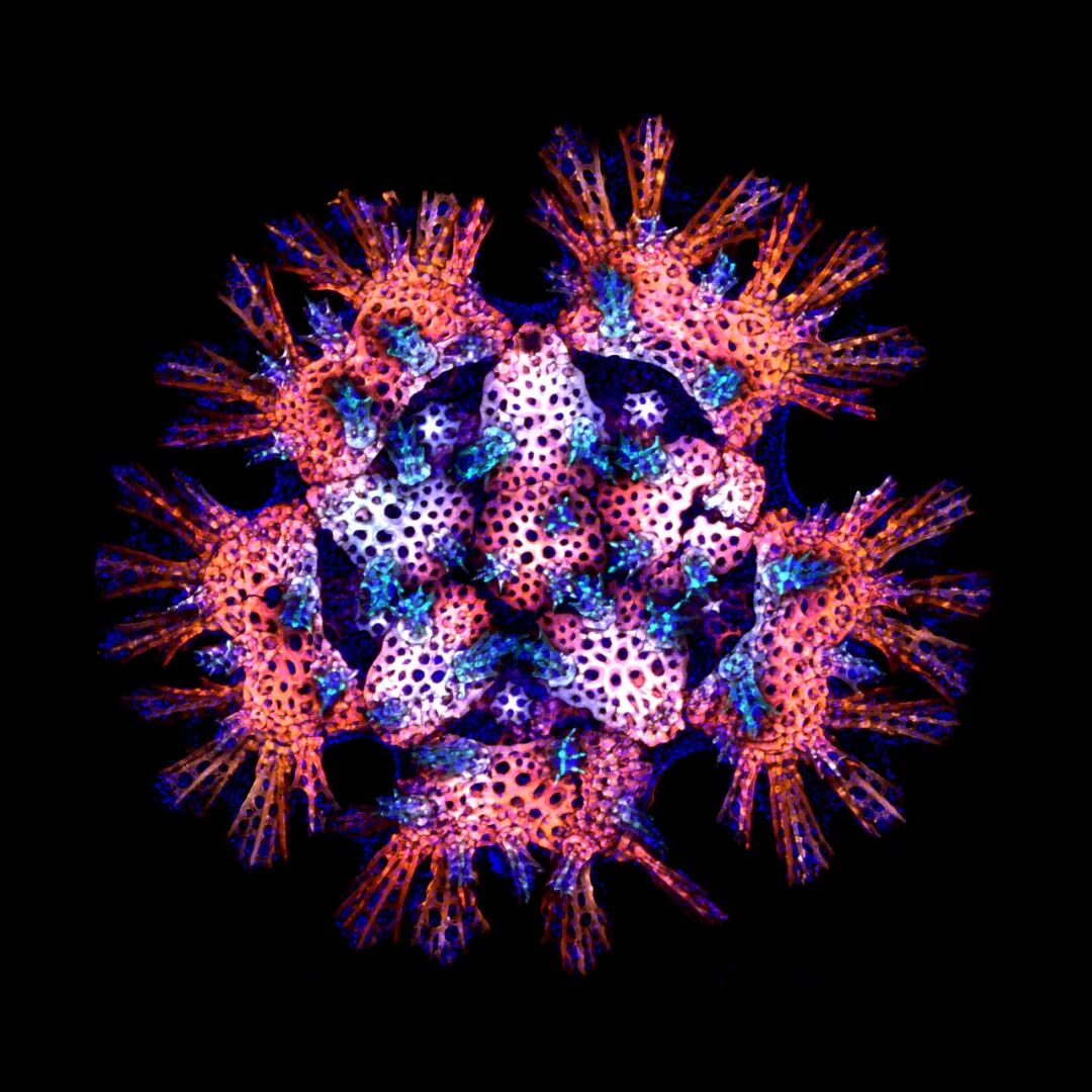 EVIDENT第五屆全球顯微圖像大賽獲獎(jiǎng)作品揭曉