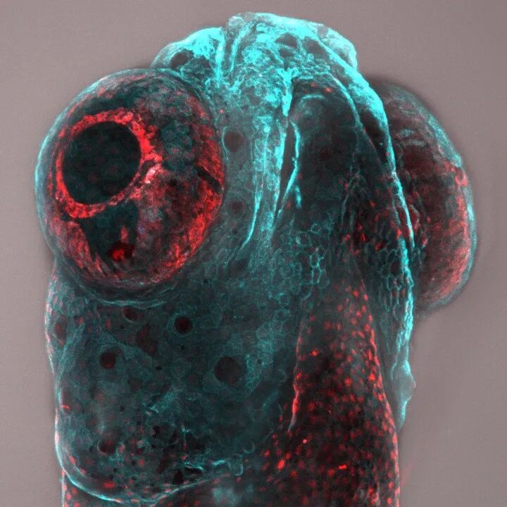 EVIDENT第五屆全球顯微圖像大賽獲獎(jiǎng)作品揭曉