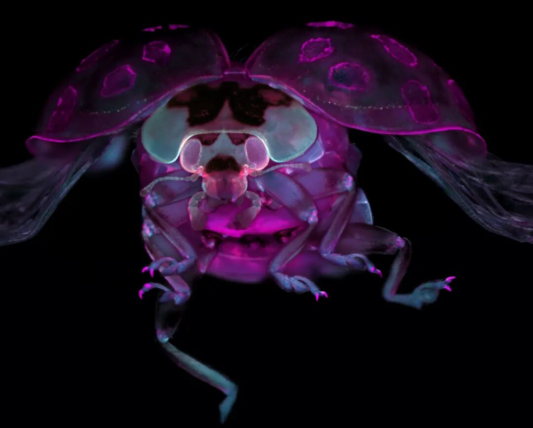 EVIDENT第五屆全球顯微圖像大賽獲獎(jiǎng)作品揭曉