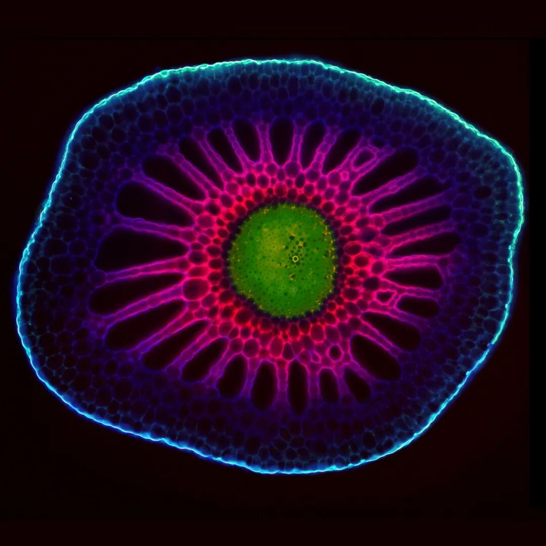 EVIDENT第五屆全球顯微圖像大賽獲獎(jiǎng)作品揭曉