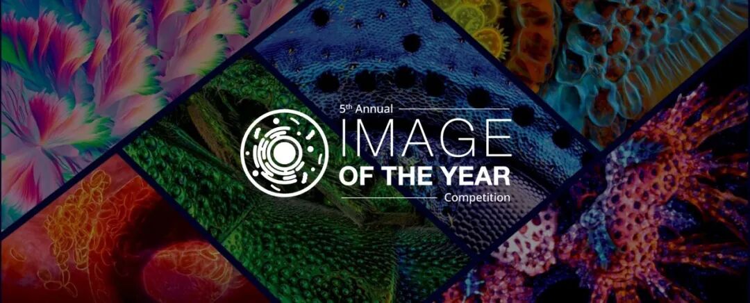 EVIDENT第五屆全球顯微圖像大賽獲獎(jiǎng)作品揭曉