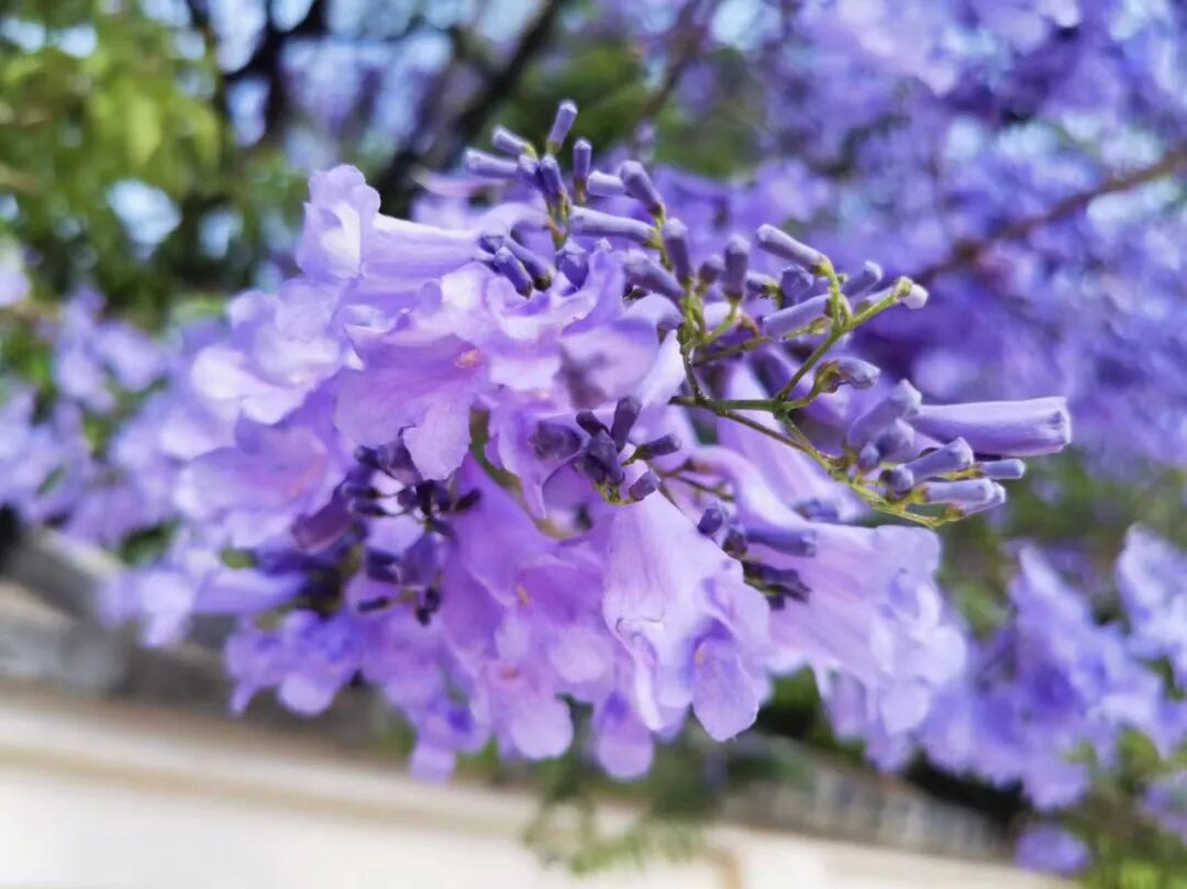 四月的昆明,紫花的世界!