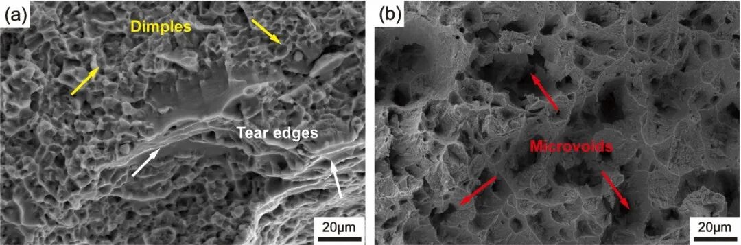 黑白之间的微观真相：扫描电镜与原位SEM如何揭示材料结构与演化