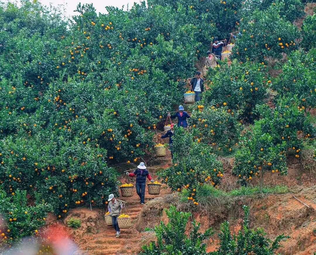 政务大喇叭定了今年赣南脐橙11月1日开摘