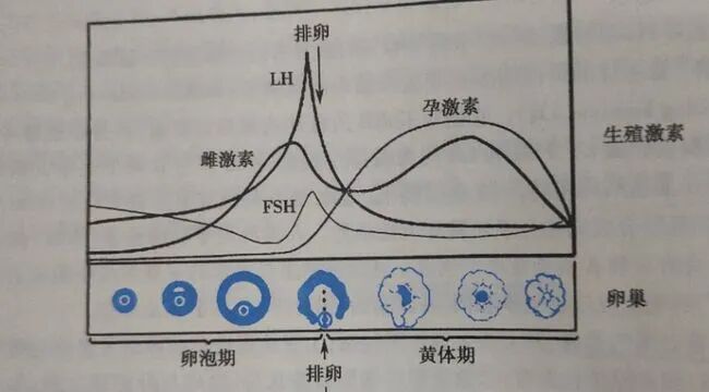 取卵前不做好这一步，有可能会前功尽弃！