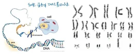 哪些人群需要检查染色体？