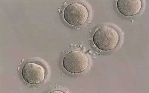 影响生育力的疾病，可致不孕症发病率增加20倍！