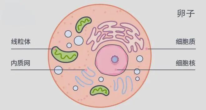 改善胚胎质量，找对方法很重要！