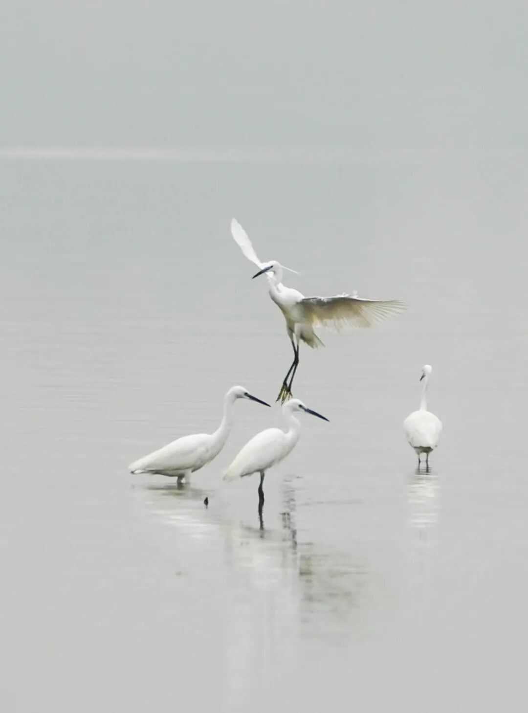 绝美!广东这个地方飞来了成群白鹭!打卡走起→