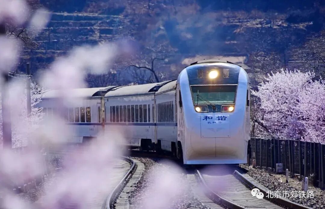 s2线列车打卡攻略来了火遍全网的最美花海就在这里