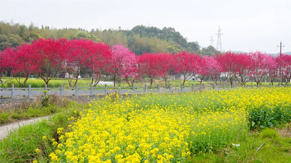 苍南邂逅生态园图片