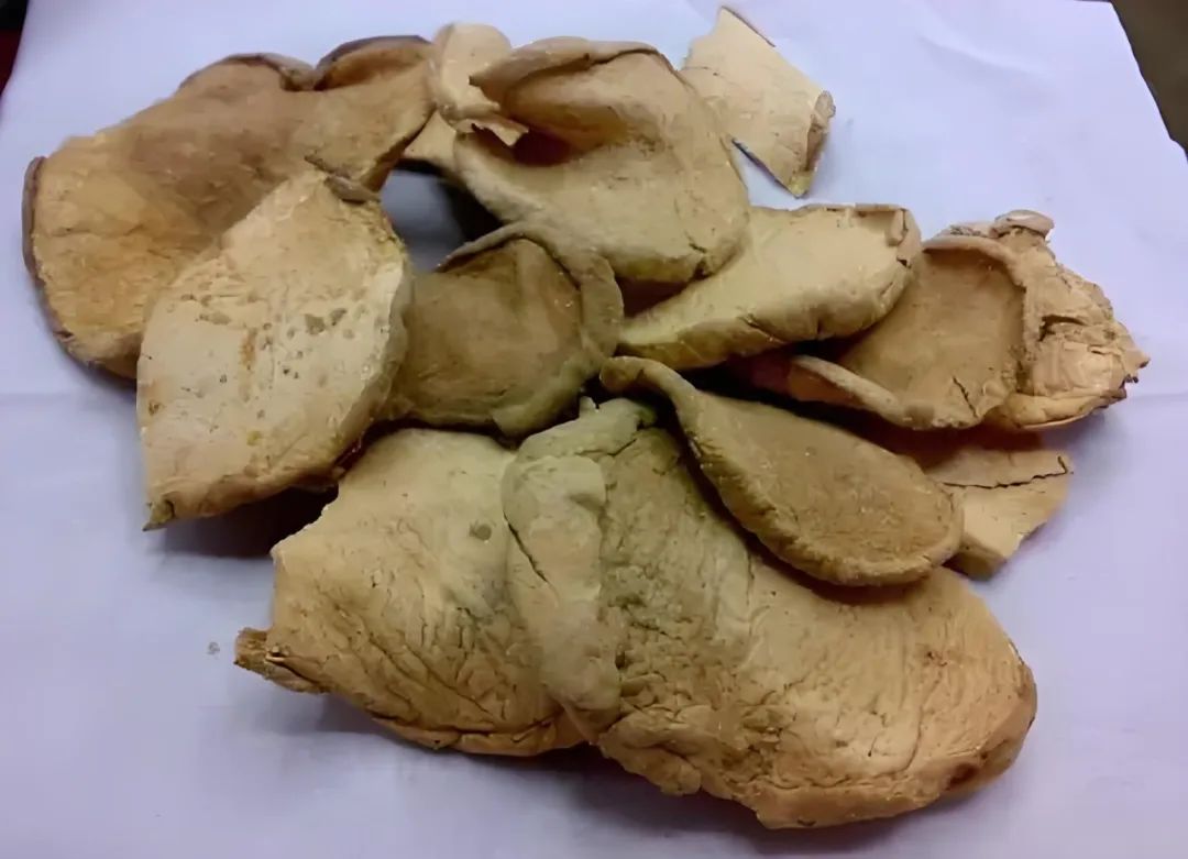 【掌上百草园】每周带你认识一味中草药—马勃