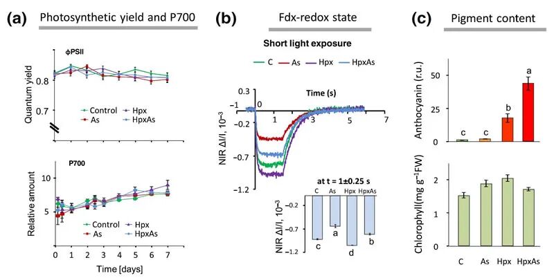 @4 2018-Kumar-Plant Cell and Environment-8.jpg