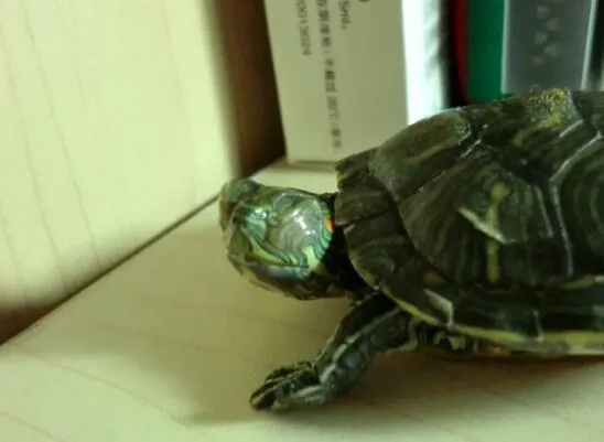 龟龟的肢体语言揭秘：这些动作背后的含义你知道吗？